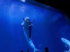 -芜湖新华联大白鲸海洋公园