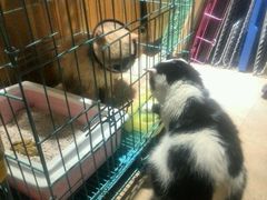 -猫咖时代(中山亭店)