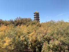 -金塔沙漠胡杨林景区