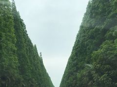 -黄海国家森林公园