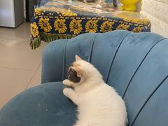 -平行世界·猫咖(首经贸店)
