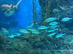 -暹罗海洋世界