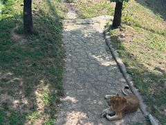 -西霞口神雕山野生动物世界