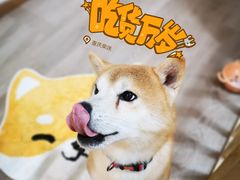 -柴迷FANS CLUB·柴犬狗咖·猫咖