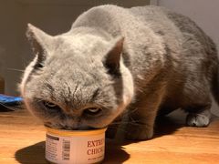 -猫小院猫主题咖啡厅(北锣店)