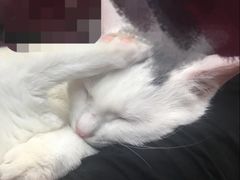 -芭比堂动物医院·CT·微创中心(新顺分院)