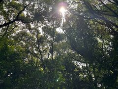 -上海佘山国家森林公园天马山园