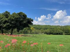 -苏州上方山国家森林公园