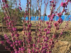 -永定河休闲森林公园