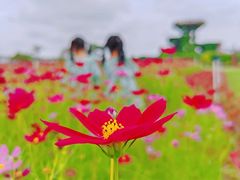 -芒洲湿地公园