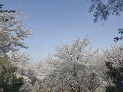 -苏州上方山国家森林公园