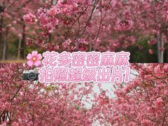 -天适樱花悠乐园