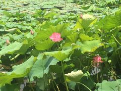 -荷塘月色湿地公园·向阳花洲