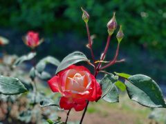 -上海滨江森林公园