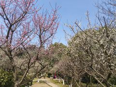 -南京古林公园