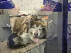 -拜鲁耶动物诊疗中心·宠家动物医院