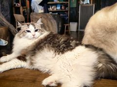 -猫猫幼稚园·撸猫·桌游·电玩