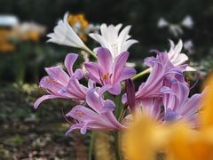 -杭州植物园