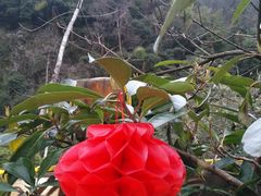 -黄山温泉国际旅游度假区