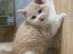 -屋虎猫馆(宝安大仟里店)