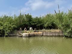 -泗洪洪泽湖湿地景区