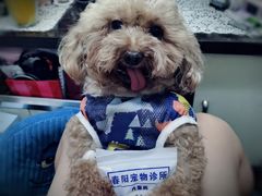 -暖阳宠物医院·犬猫康复中心·骨科