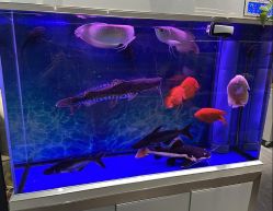 -宝诗护肤造型