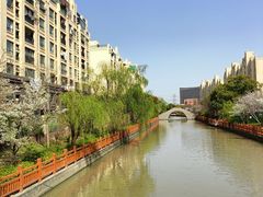 -高东镇樱花园
