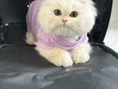 -猫苑生活馆
