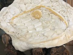 -青岛贝壳博物馆