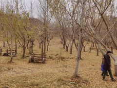 -千年银杏谷文化旅游区