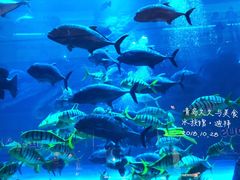 -迪拜水族馆及水下动物园
