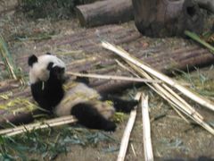 -中国大熊猫保护研究中心雅安碧峰峡基地