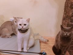 -猫色咖啡·猫咖