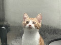 -宠颐生宠物医院·异宠猫科内科·诊疗中心宠巢店