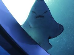 -珠海长隆海洋王国