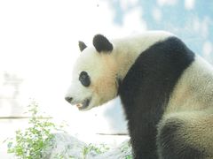 -都江堰中华大熊猫苑