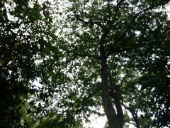 -上海佘山国家森林公园西佘山园