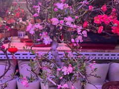 -花鸟鱼虫鲜花绿植市场(玉泉路店)
