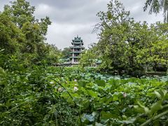 -桂湖森林公园