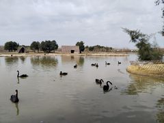 -漩门湾国家湿地公园