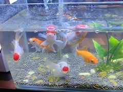 -华夏良子·足道SPA艾灸(王府井店)