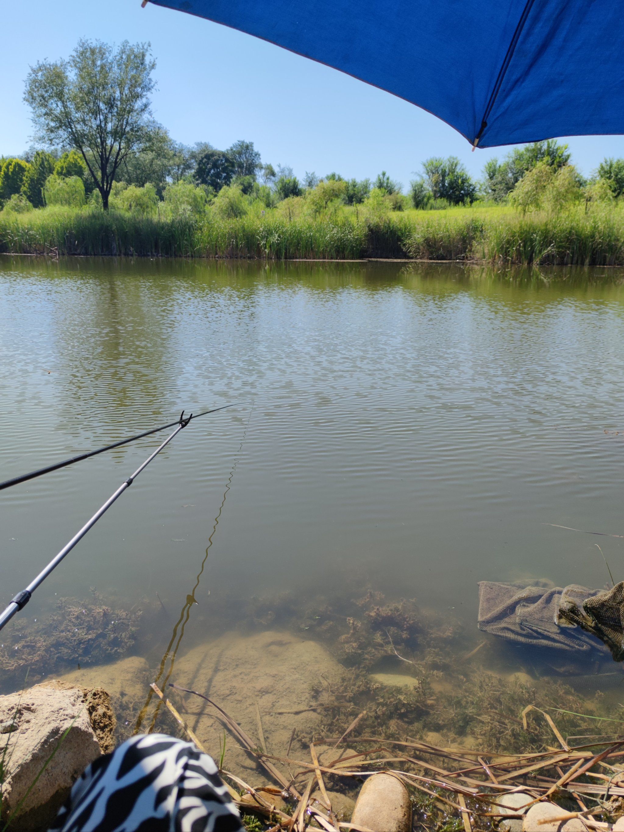 多鱼 还有虾和螃蟹 夏天的收货不只是🐟

🍭活动tips#钓螃蟹