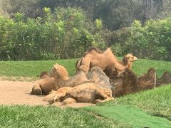 -北京野生动物园