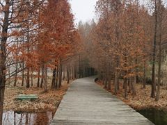 -溱湖国家湿地公园