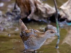 -光明小镇欢乐田园