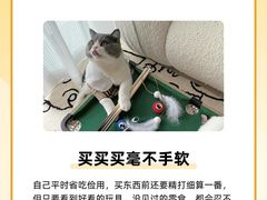 -欣宠猫屋·矮脚拿破仑·蓝金金渐层