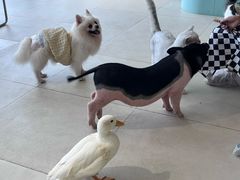 -怪兽屋·羊驼·猫咖·狗咖(俊华广场店)