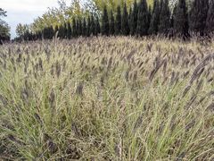 -汉长安城未央宫国家考古遗址公园