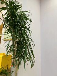-紫琪尔胸部养护中心